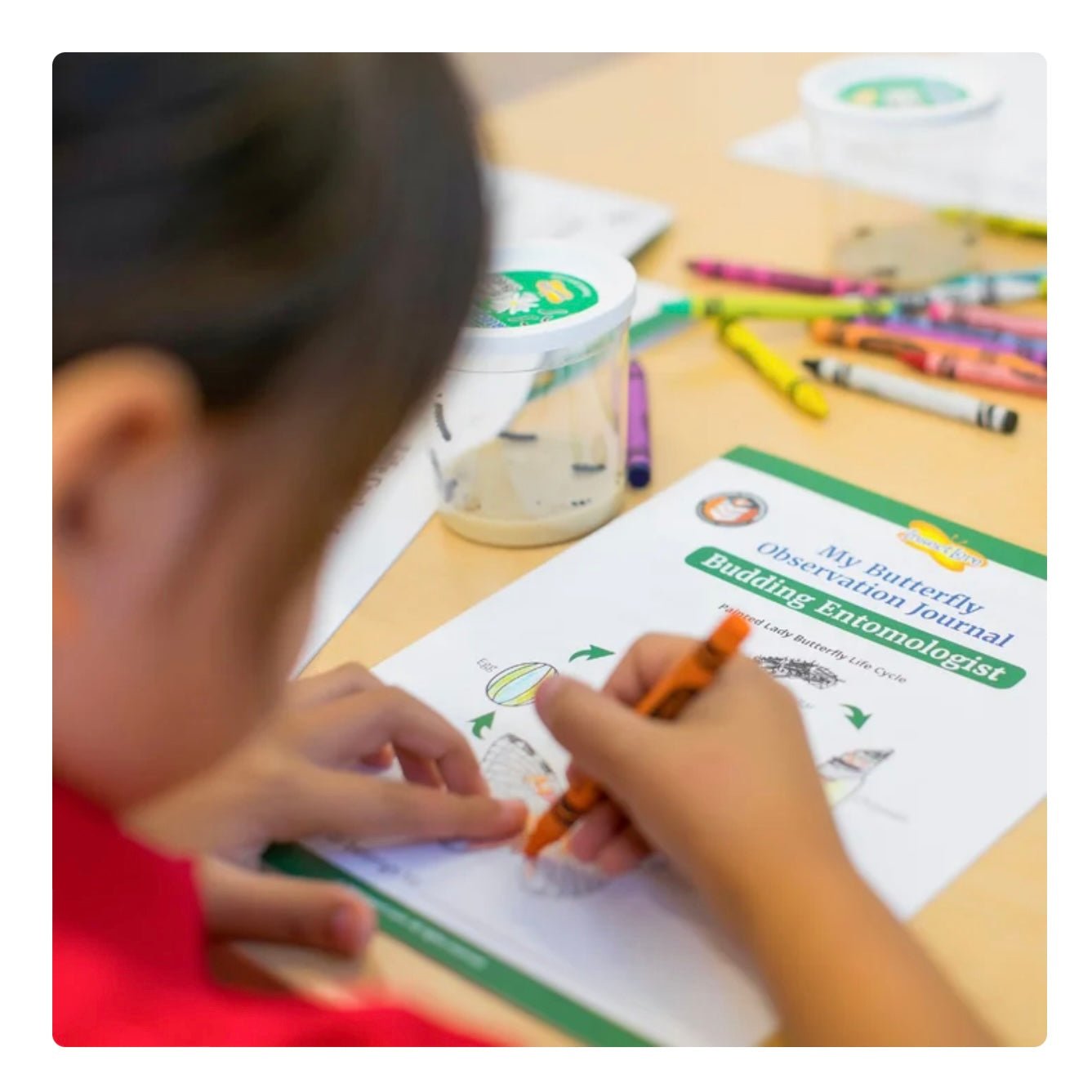 Giant Butterfly Garden - Curious Kids Lab