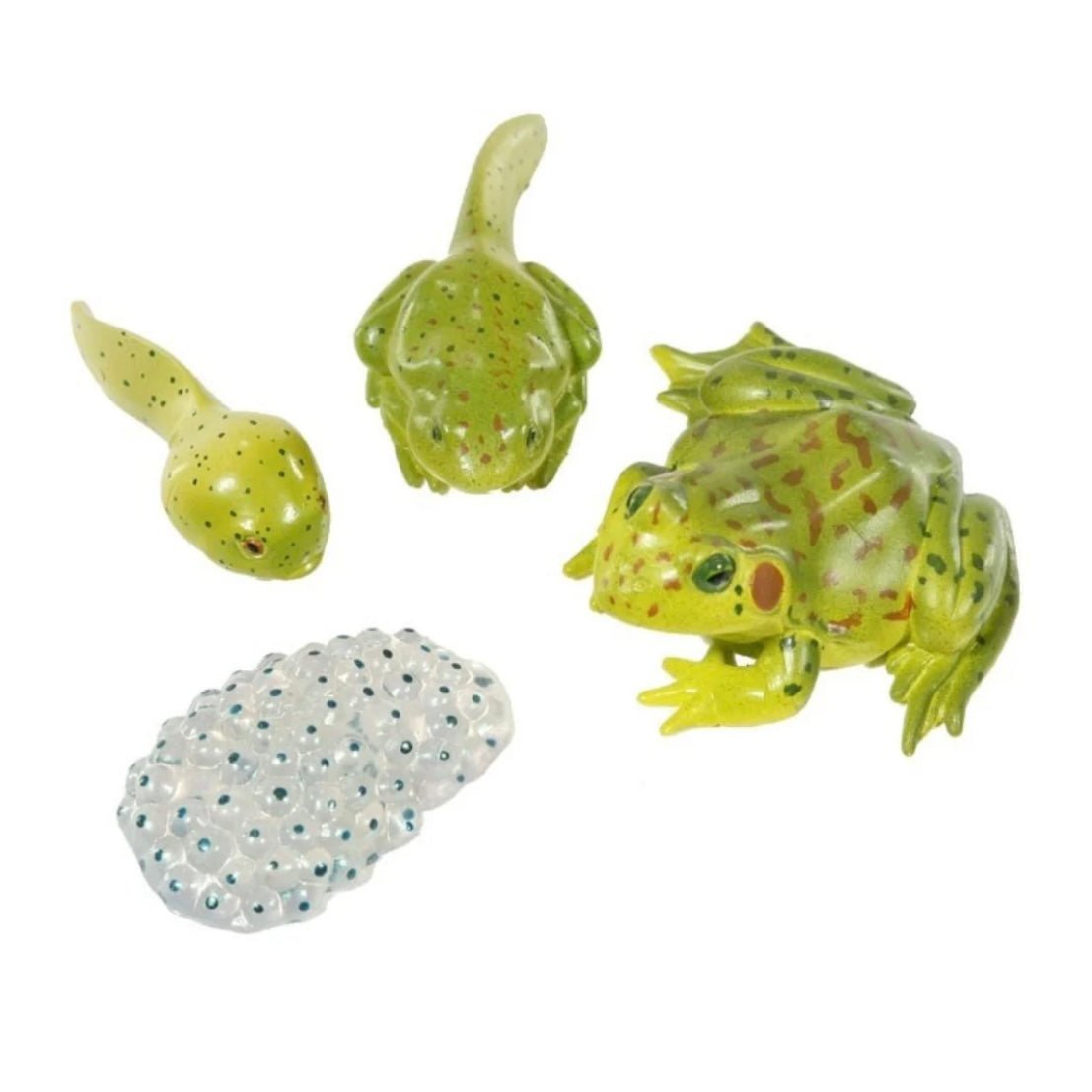 Frog Life Cycle Figurines - Curious Kids Lab
